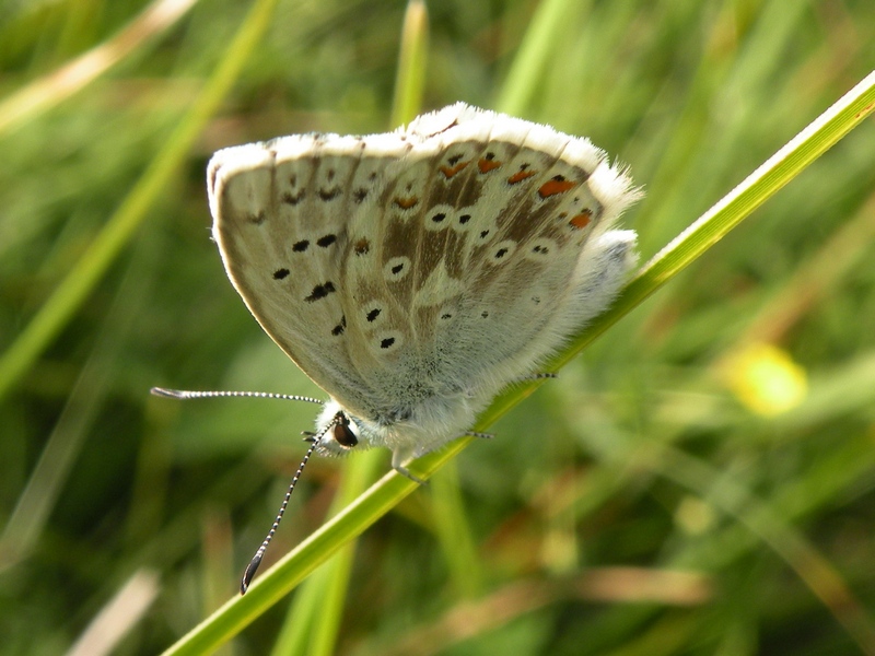 Polyommatus da id